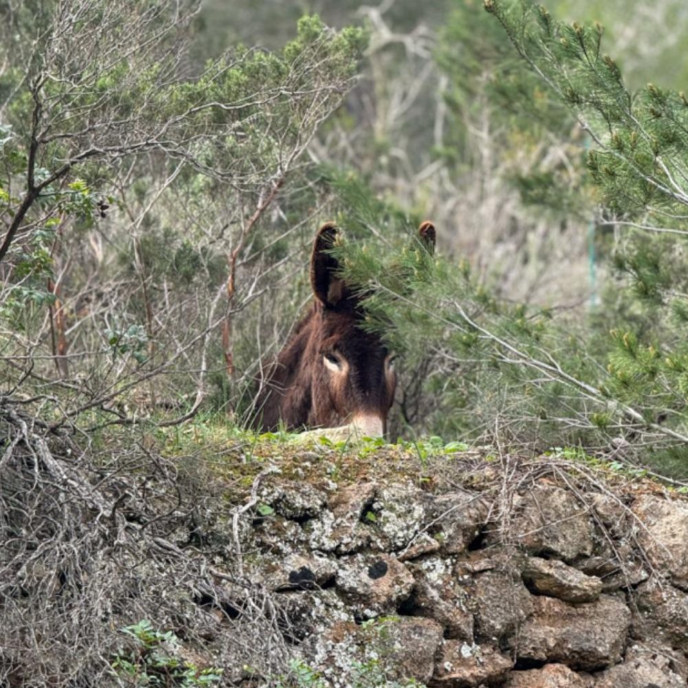 La misión de la Associació Pitiüsa Raça Asenca Balear - A.P.R.A.B. se propone la re-introducción de esta antigua y noble raza asnal, en pureza, en las Islas de Ibiza y Formentera