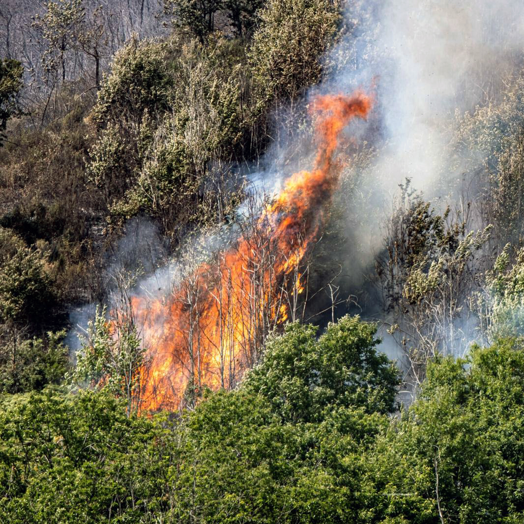 Las Islas Baleares han sufrido 82 incendios forestales en el año 2025, con una superficie total impactada de 17,09 hectáreas.