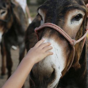 Bambino, Mano, Burro